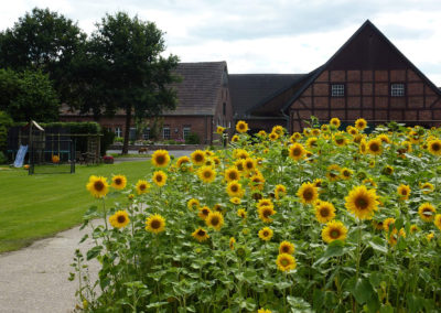 Sonnenblumen am Hof Balster in Selm