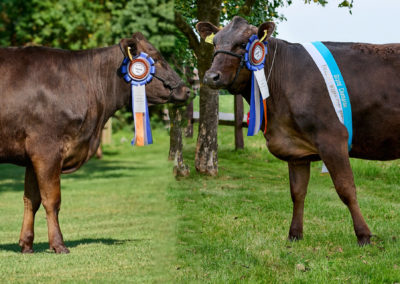 Balsters Premium Wagyu Ms. Elena Ms. Ivanka