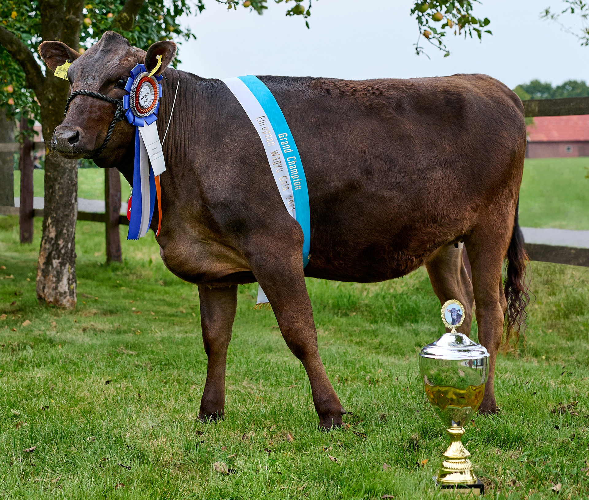 Wagyu Zuchtkuh Ms. Ivanka