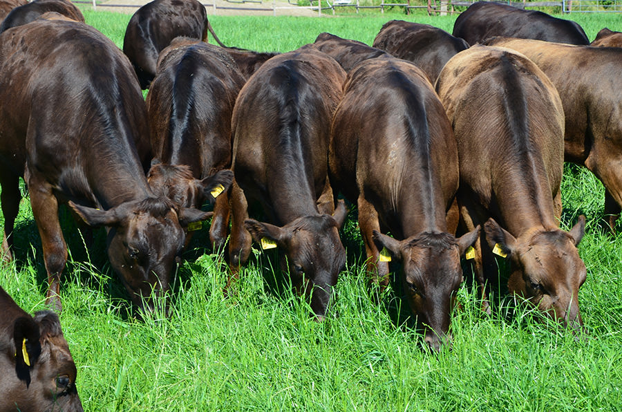 Wagyu Rinder auf grüner Weide