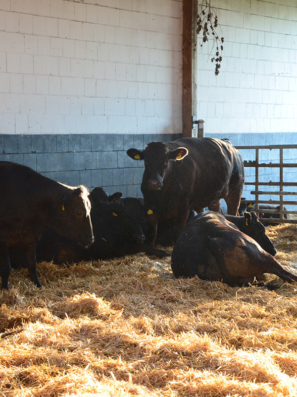 Balsters Premium Wagyus im Stall Wagyus im mit Stroh eingestreuten Stall
