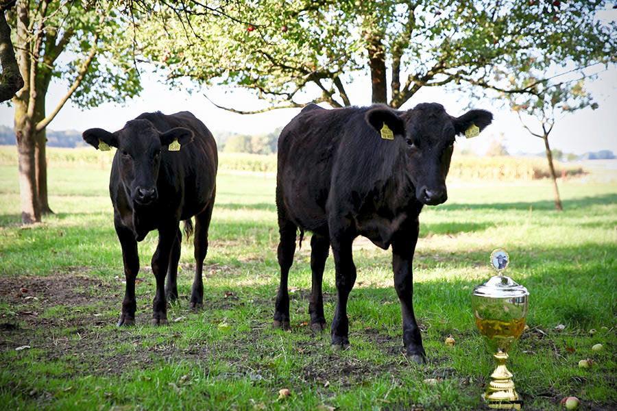 Balsters Premium Wagyu Kälbchen mit Pokal