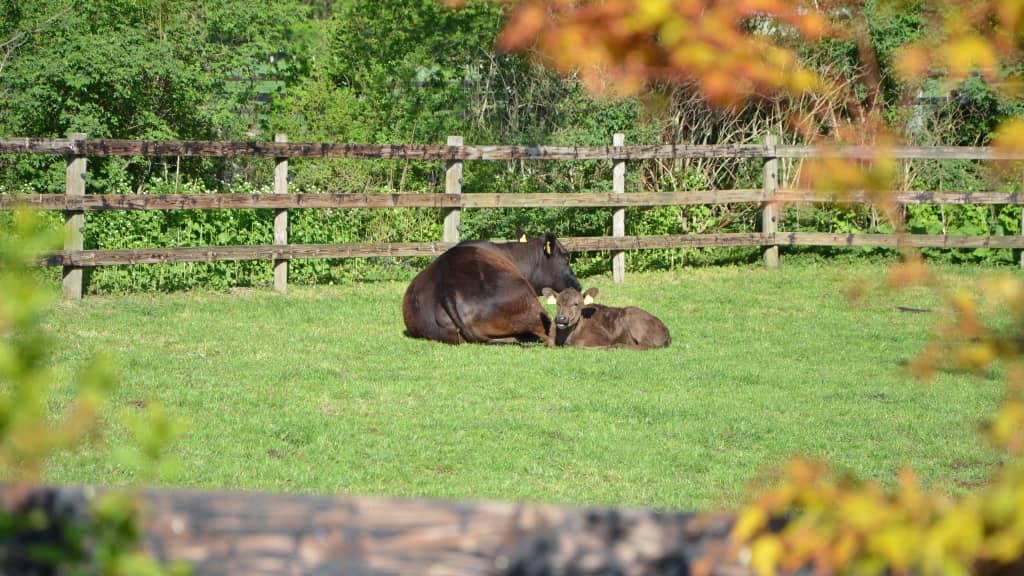 kalb-mit-muttertier-aud-der-weide Wagyu Rinder auf grüner Weide