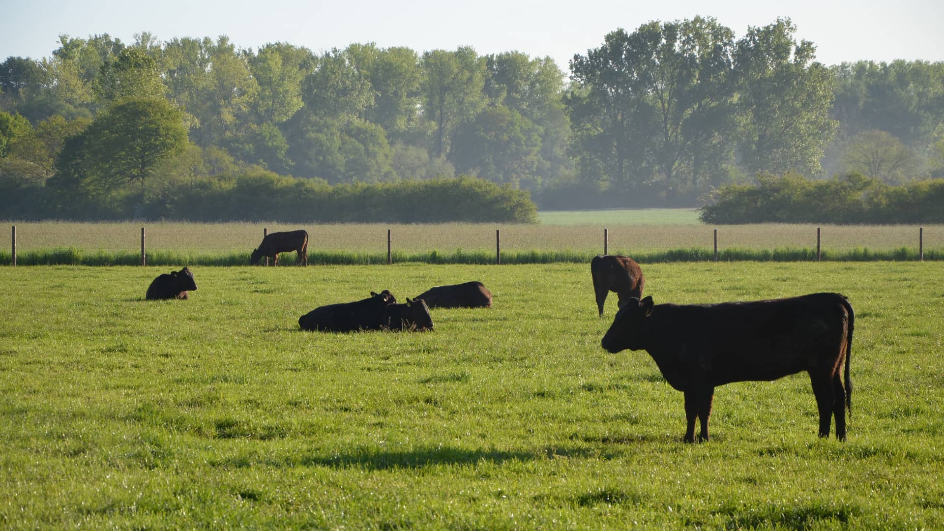 Wagyu Mastochse aus eigener Zucht