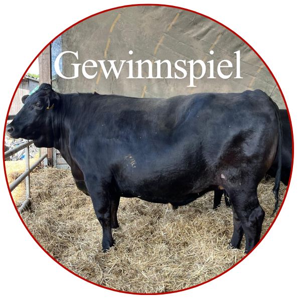 erlebe landwirtschaft in nordkirchen hautnah bei Balsters Premium Wagyu am 14. Juni 2026 von 10 - 17 Uhr