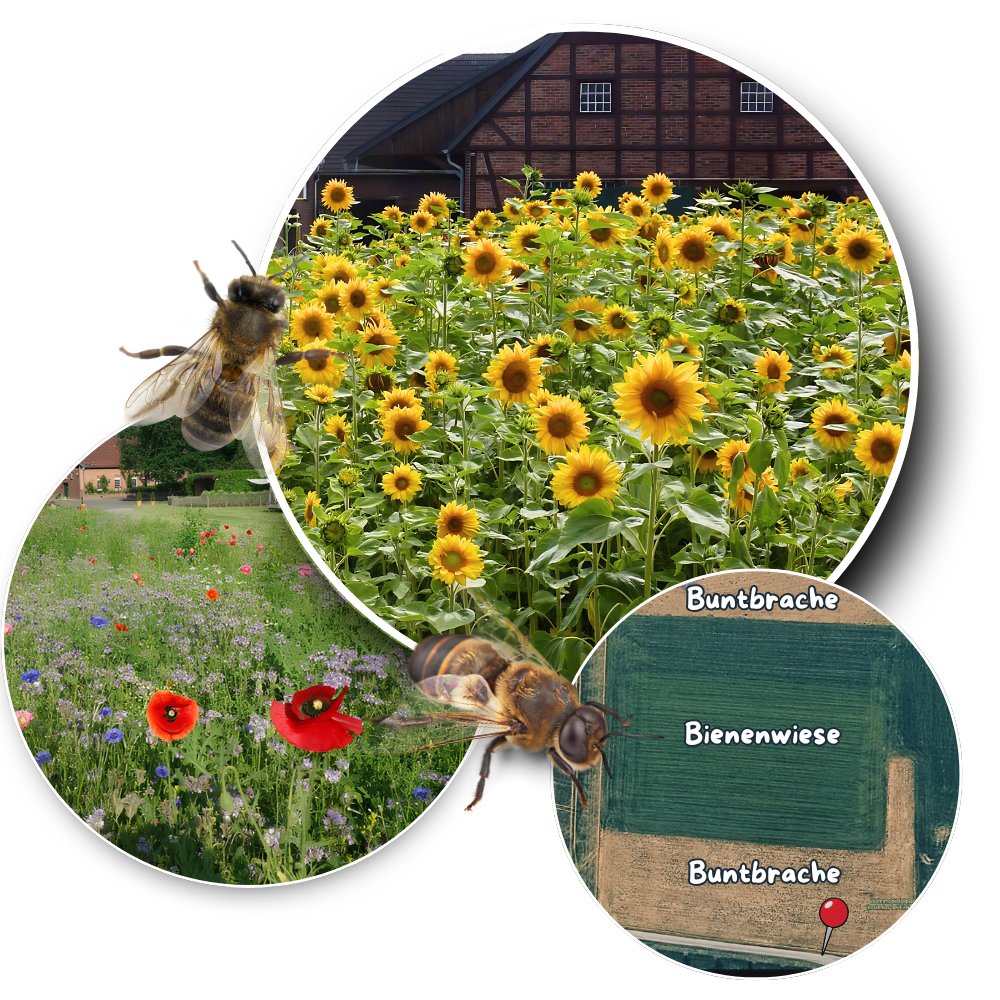 Bunte Blühwiese und Bienenwiese am Bauernhof mit Sonnenblumen, Klatschmohn und einer Luftbild-Karte der Projektfläche.